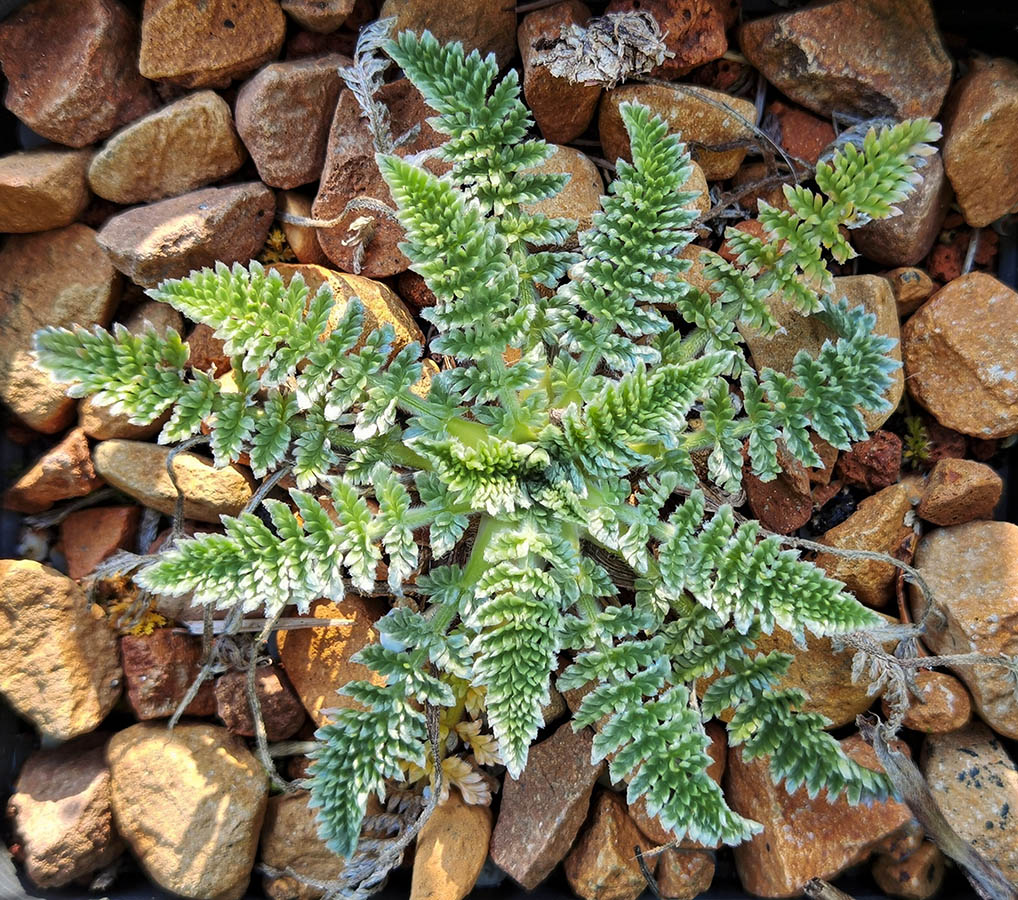 Oreomyrrhis argentea en fleurs sur des éboulis des Andes chiliennes